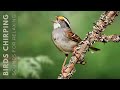 Beautiful birds singing  relaxing bird sounds morning symphony for a refreshing start