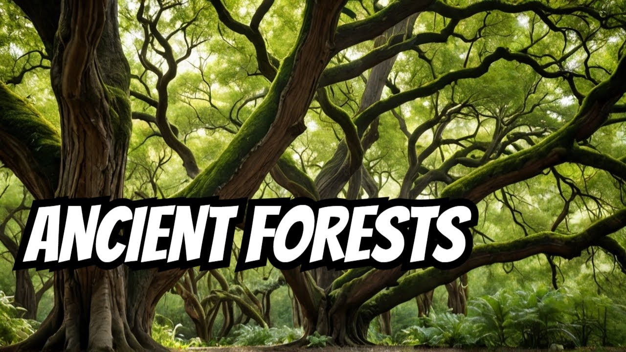 Exploring the Oldest Forests on Earth