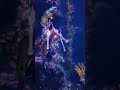 #seadragons