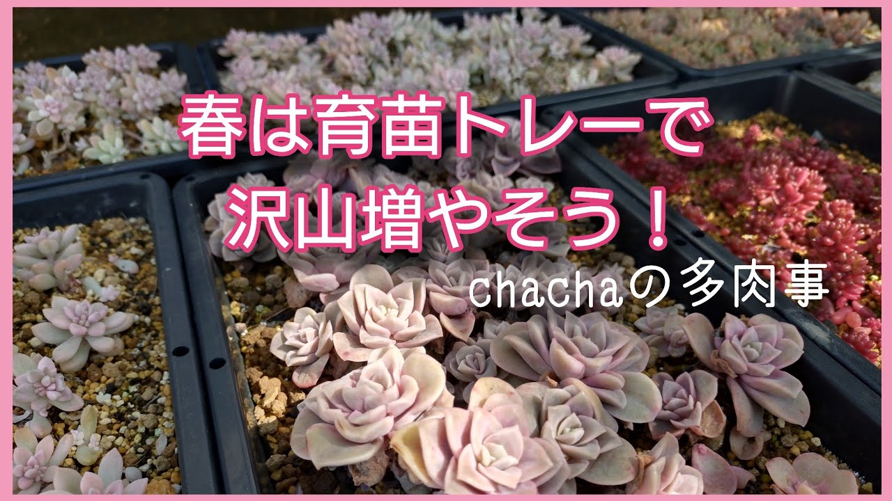 【多肉植物】春は育苗トレーで多肉を沢山増やします🌱✨