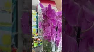 Орхидеи в Магните у дома г. Омск 03.07.
