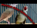 Masteran Kapas Tembak Jeda Air Mp3 - Mp4 Download