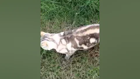 Watch the video about Seal lynx point bengal