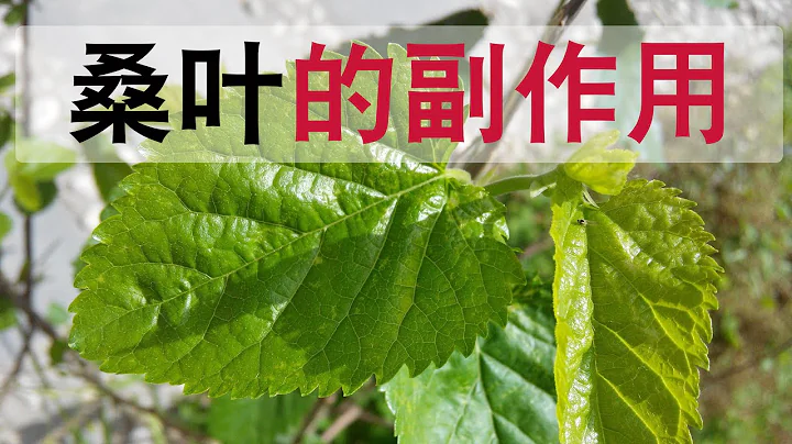 桑叶的功效和作用？桑叶怎么吃？ - 天天要闻