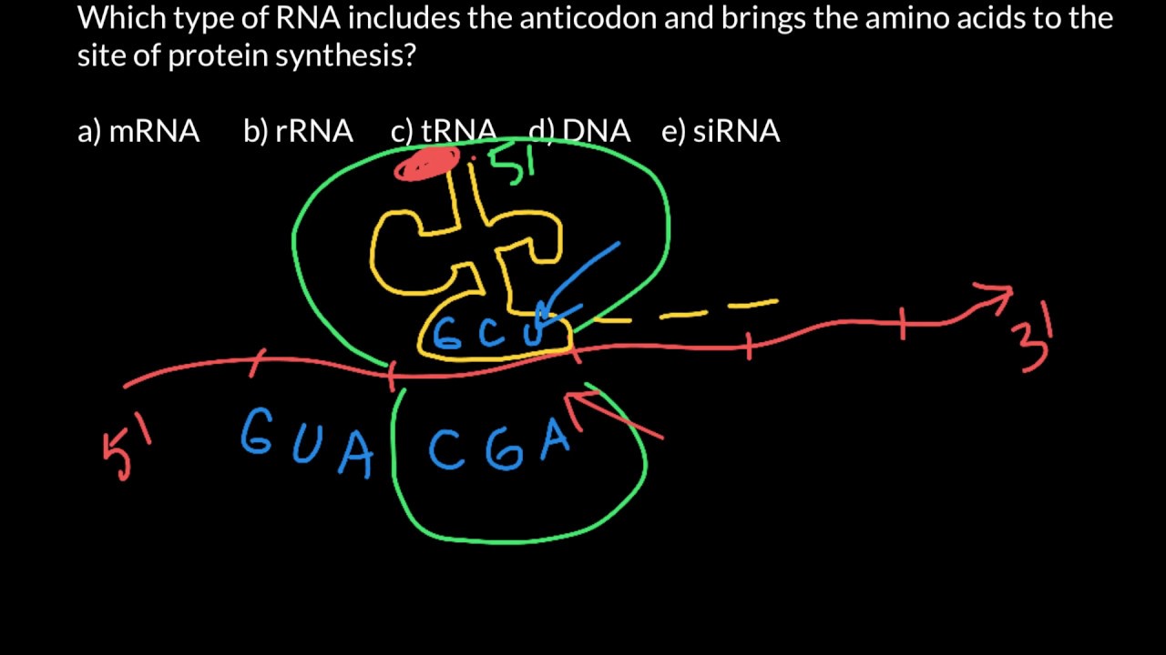 Codons and anticodons explained - YouTube