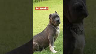 American XL Bully Growth Unleashed: From Pup to Majestic Companion! 🐾✨