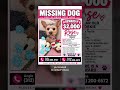 Video shows tiny dog escaping from home, owners offer $2k reward