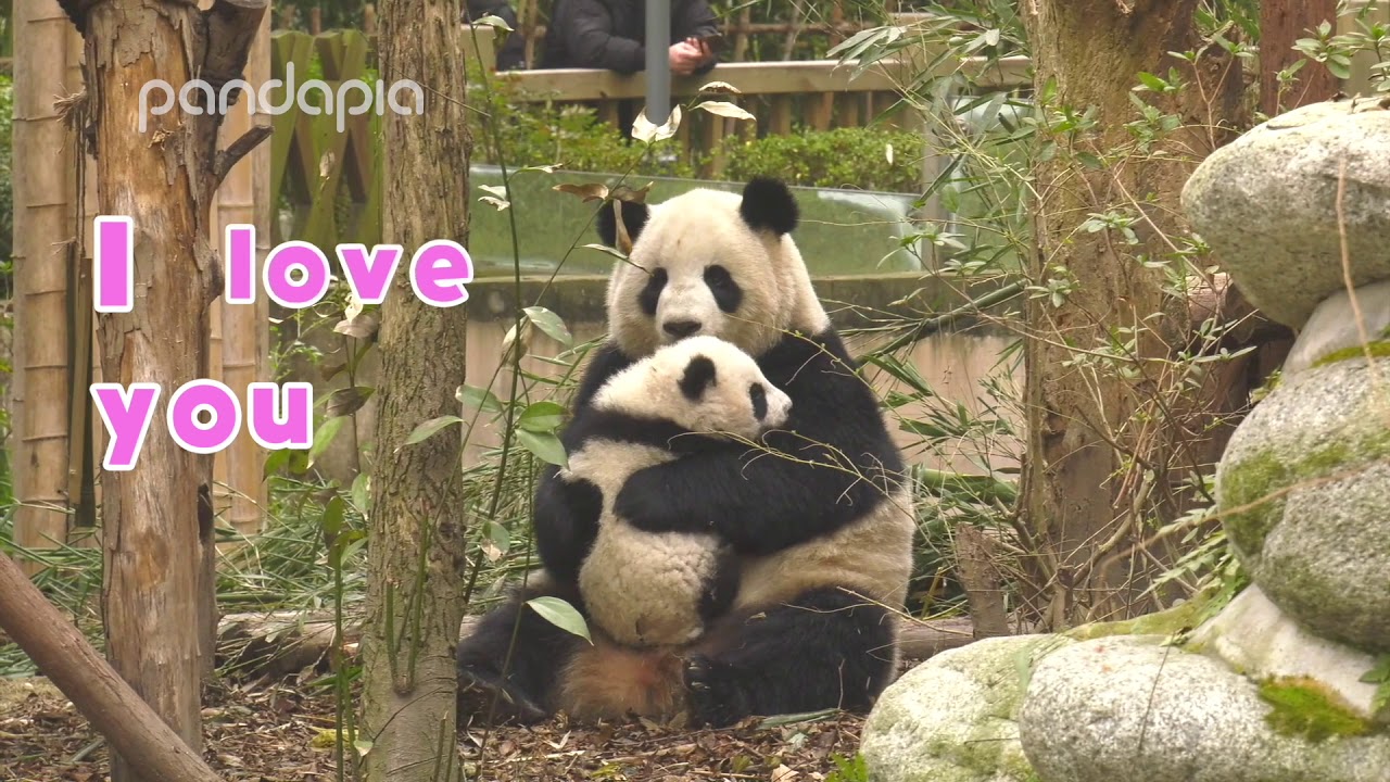 Funny panda moments #4