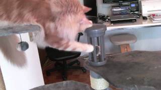 Maine Coon Exploring Big Cat Tree by Epic the Cat 1,586 views 14 years ago 1 minute, 1 second