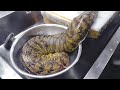 【危険生物】海のギャング！巨大活ウツボのさばき方！職人技 日本 紀州 銀ちろ The Sea Gang(Moray Eel) Cuisine Japanese Style! Japan food!