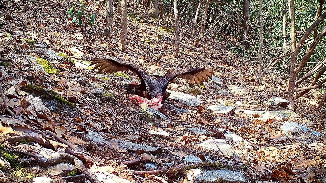 Six things that crows don't like. YouTube