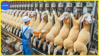 Proceso de procesamiento de 35 millones de ovejas en la fábricaTecnología moderna de cría de ovejas