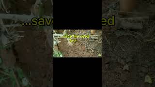 White yam secret you should know! 😮 #shorts