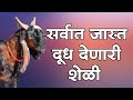 #KATEWADI SHELI PALAN SPECIAL VIDEO  भारतात सर्वात जास्त  दूध देणारी शेळी