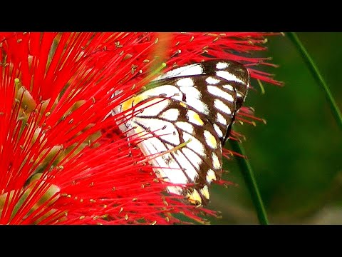 Caper White Butterflies in parklands - Belenois java