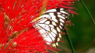 Full Caper White Butterflies in parklands - Belenois java News