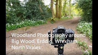 Woodland Photography around the Big Wood, Erddig, Wrexham, North Wales.