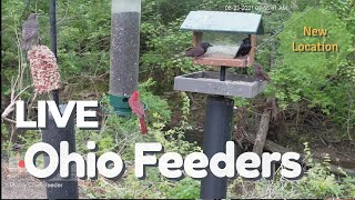 Live Nature View | Muddy Creek - Ohio #Nature #birdwatching #watersounds #cattv #wildlife