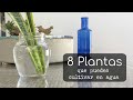 Plantas que puedes cultivar en agua