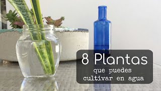 Plantas que puedes cultivar en agua