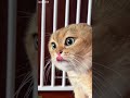 Drama King Cat makes chaos - YouTube Viral 👀 Don't Miss!