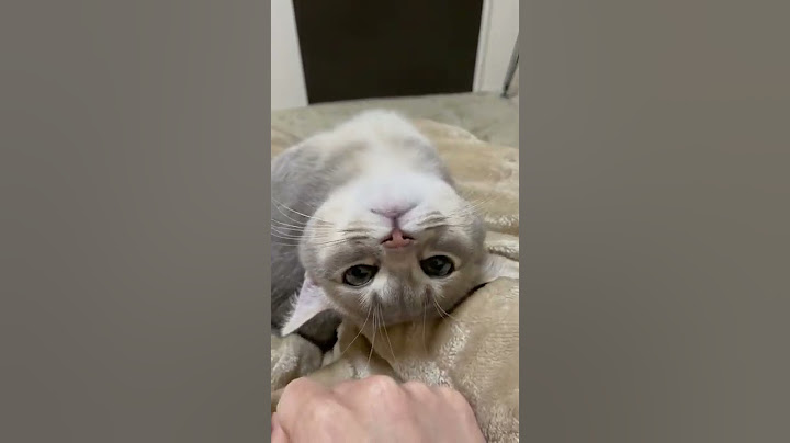 제대로 된 애교를 아는 고양이