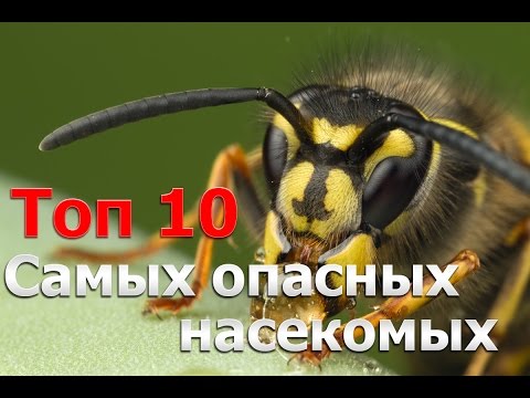 Топ 10 Самых Опасных Насекомых