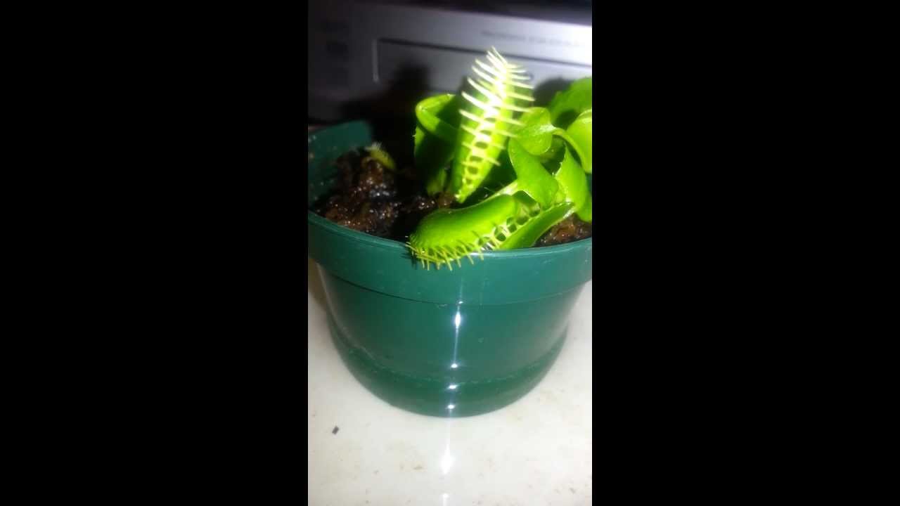 Pincher bug vs Venus Fly Trap