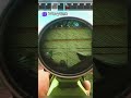 HOW TO KILL Glukar!  #escapefromtarkov #escapefromtarkovclips #tarkovclips #tarkov