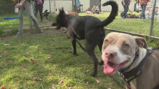 Shawano Humane Society Partners with Florida Group to Help Dogs