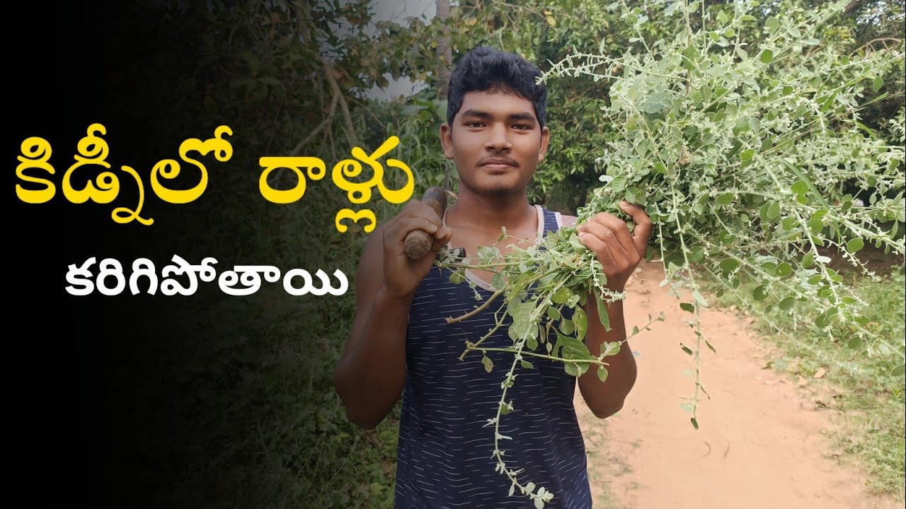 కొండ పిండి కూర||కొండల్ని కూడా పిండి చేయగలిగే కూర||Best medicine for kidney stones