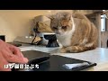 パパが釣ってきた新鮮なお魚を猫たちに食べさせてみた
