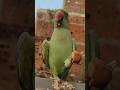 #mummy ek gilas pani de do #funny #funnyanimal #funnyparrot #talkingparot #viralvideo #viralreels...