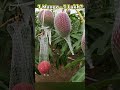 ஒரு மாம்பழம் 1 லட்சமா? Japan Miyazaki mango