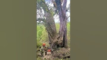 The funny moments when loggers make mistakes while cutting trees #tree #satisfying #giant #asmr#fyp