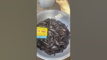 Cá trê vàng rặc giống 0909 77 0509 #trại_cá_giống_út_me #cá_giống #cá_trê #cá #mientay