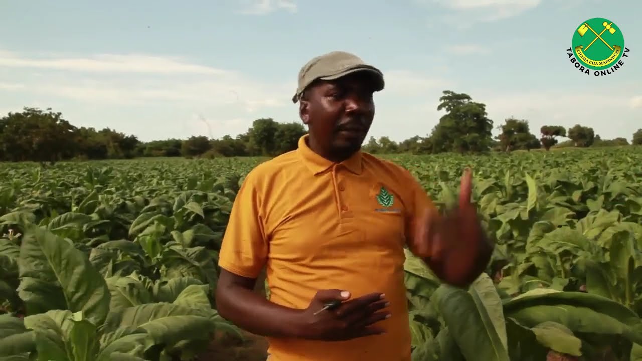 MKULIMA WA MFANO ZAO LA TUMBAKU  ALBERT  MTUNDA