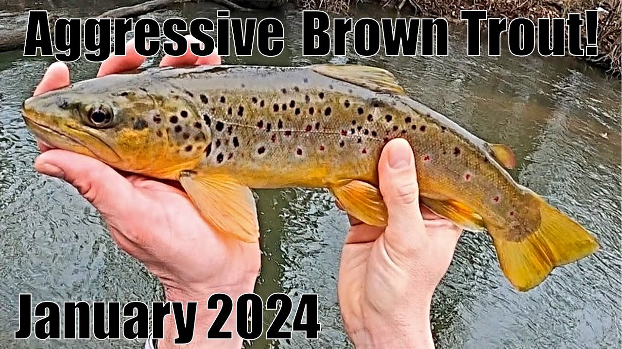 Indiana Stream Trout: Aggressive Brown Trout! 1/7/24 - YouTube