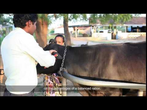 Lead your village to prosperity through dairying
