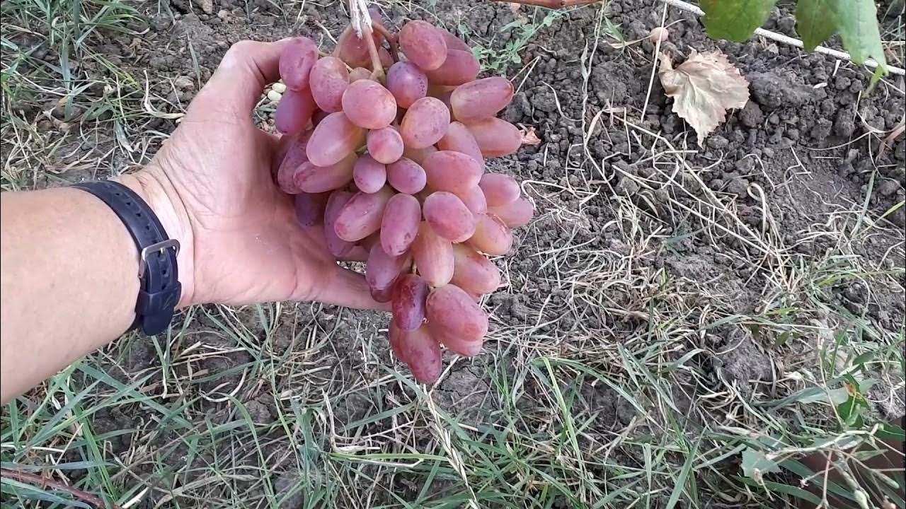 Виноград преображение видео. Виноград белгород. виноград софа.