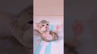 英國短毛貓1080509