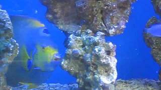 海水魚　クイーンエンゼル