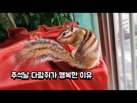 <strong>추석날</strong> 다람쥐가 행복한 이유