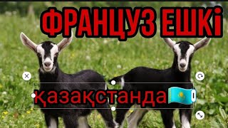 Альпискии ешкіге шолу/《сүтті ешкі шарушылығы кәсіп》[ғылым және ауыл]