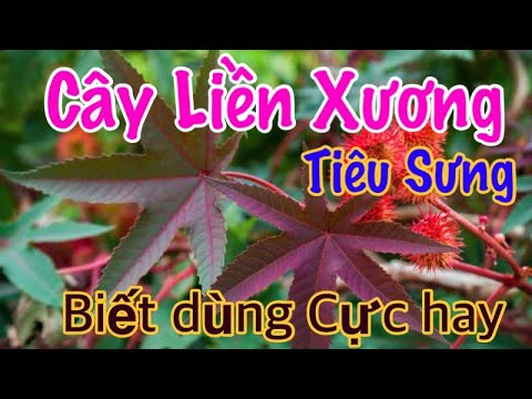 Cây Liền Xương,