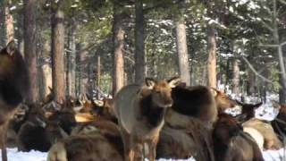 Elk Wintering In La Pine 2011