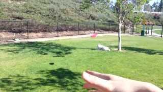 Teaching Yuki to play with a Frisbee