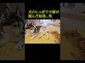 犬のしっぽで子猫が遊んだ結果...笑#shorts