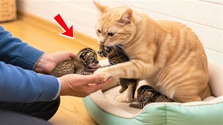 Celebrity This Cat Raised Three Orphaned Bobcat Cubs — But When They Grew Up, the Unthinkable Happened Wealth