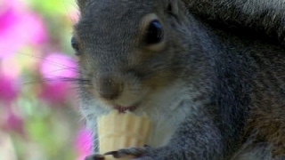 Meet Putter, the Ice Cream-Loving Squirrel